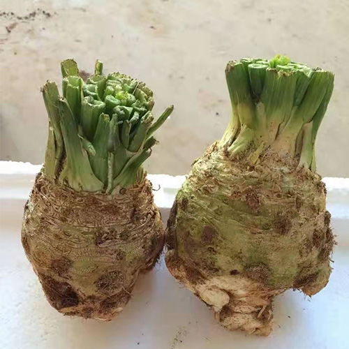 高榕农业怒江大棚蔬菜批发价格与在线咨询服务