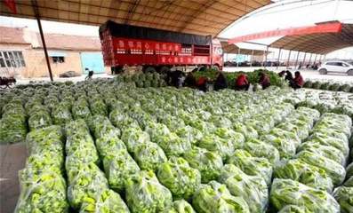 蔬菜批发行业 利润、年收益与货源全解析