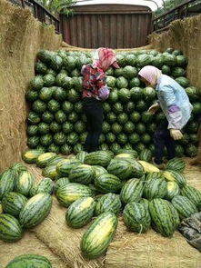 惠农网 一站式农产品批发采购平台，助力蔬菜供应与价格透明化