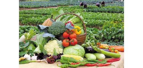 大朗生鲜 专注饭堂食材一站式配送，您的专业蔬菜批发伙伴