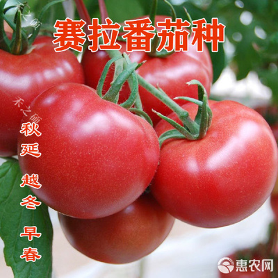 大番茄种子 红色西红柿籽种，打造超甜超大红果的理想选择