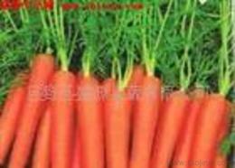 菏泽新鲜蔬菜批发 可靠货源、优质供应与采购指南