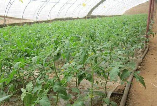 临夏县北塬镇 土地流转助力产业振兴，蔬菜批发激活乡村经济