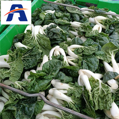 春季易种蔬菜种籽推荐——安加奶白菜、小白菜与黑甜油菜