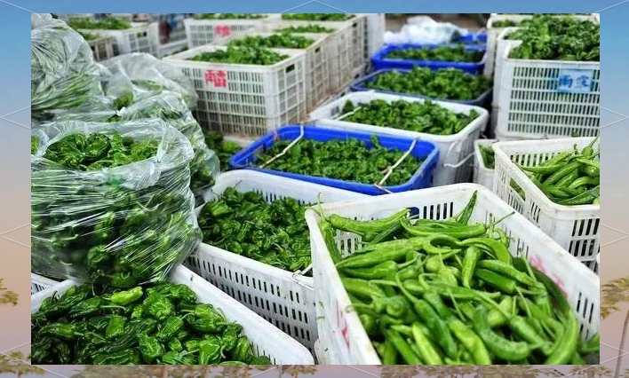 深圳蔬菜生鲜批发供应链配送服务详解 从源头到餐桌的高效流转